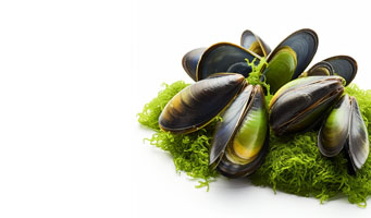 green Lipped mussel